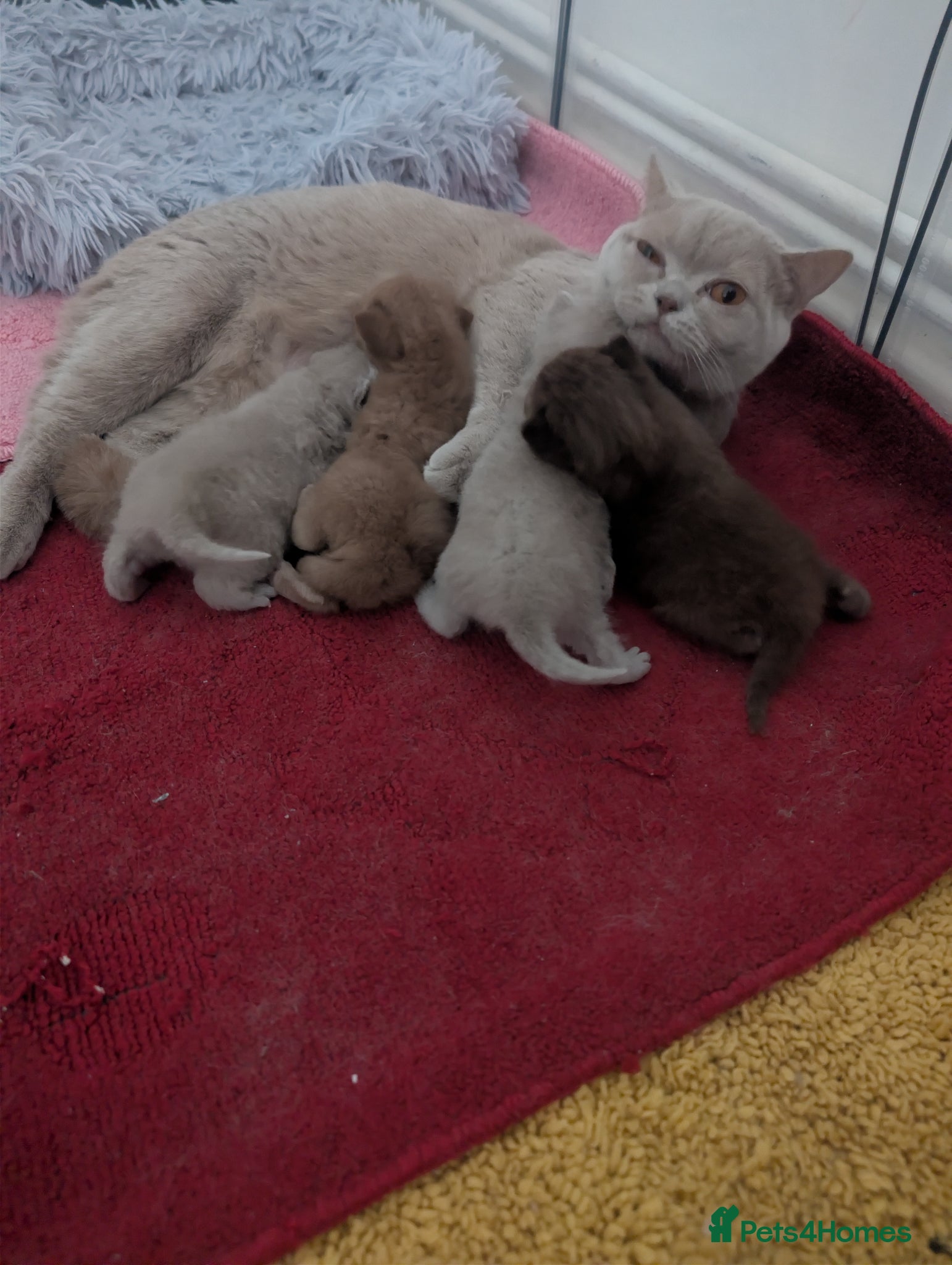 British Shorthair cats Full British short hair kittens - Advert 2
