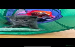 Russian Blue cats for sale: Russian blue x European shorthair mixed - Image 1