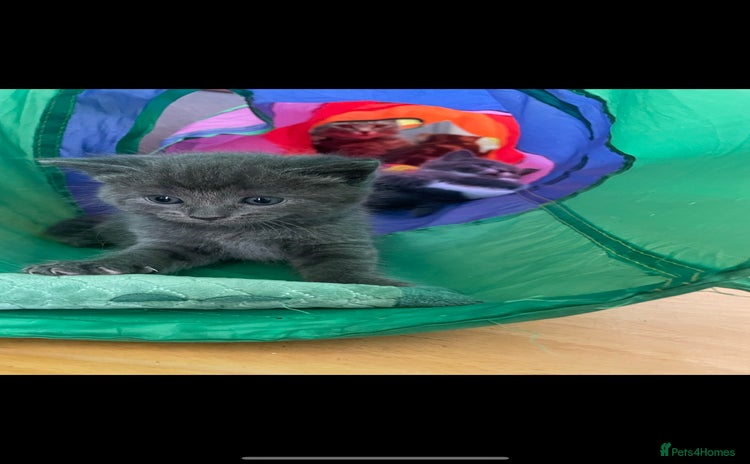 Russian Blue cats - Advert 1