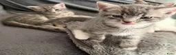 Mixed Breed cats for sale:  Beautiful kittens looking for loving homes  - Advert 3