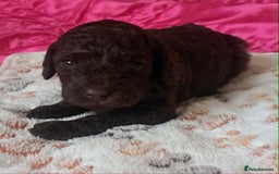 Miniature Poodle dogs for sale: Mini poodle puppies  - Image 3