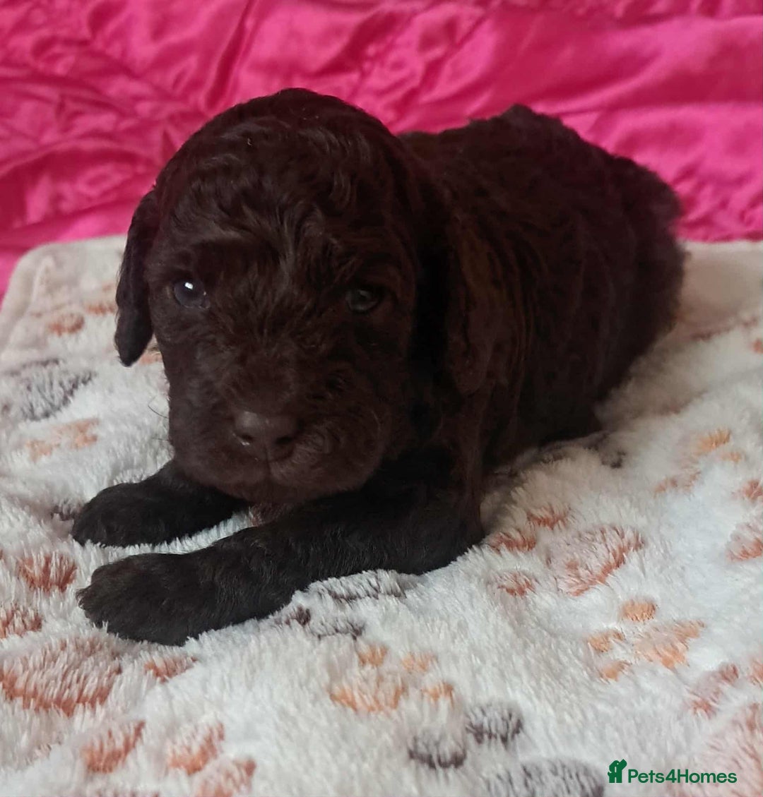 Miniature Poodle dogs for sale: Mini poodle puppies  - Image 3
