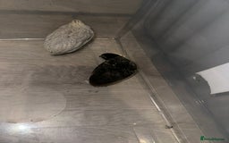 Quail poultry for sale: £5 for all 4 button quails - Advert 4