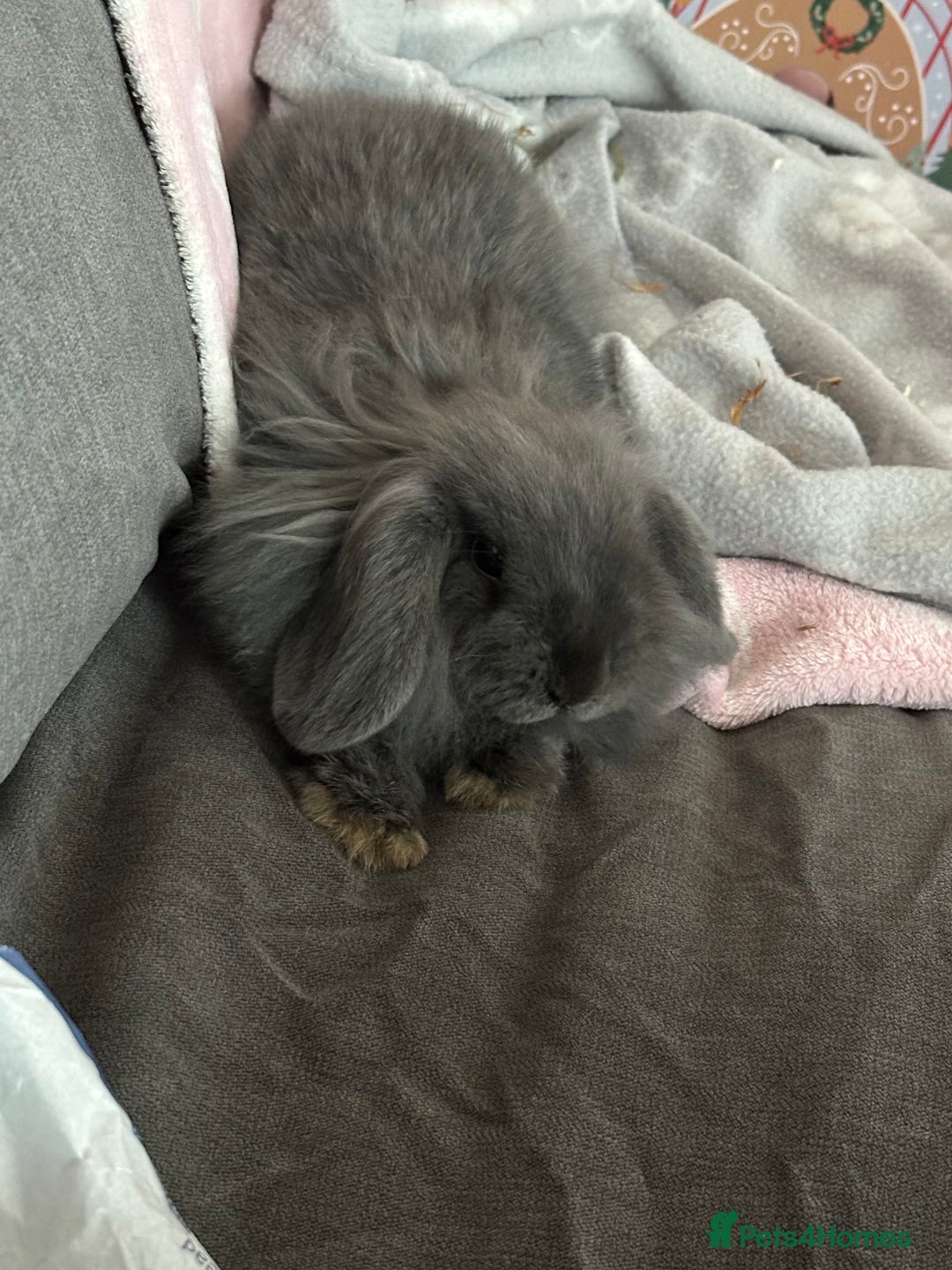 Mini Lop rabbits for sale: Grey female mini lop baby rabbit  - Advert 4