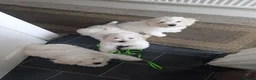 Bichon Frise dogs for sale: Bishon frise - Advert 28