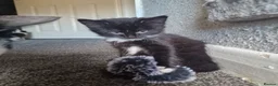 Mixed Breed cats for sale: Beautiful Kittens Looking for Loving Homes - Advert 2