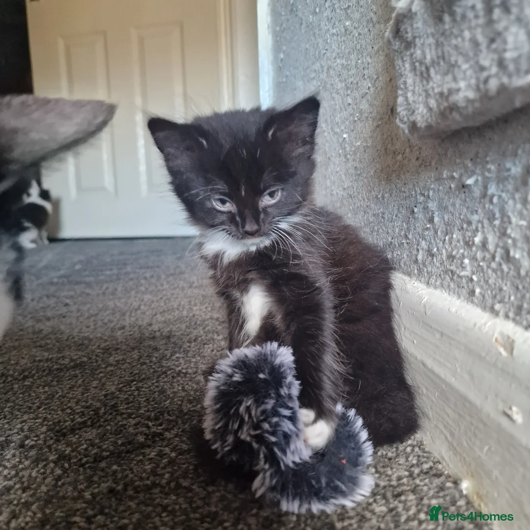 Mixed Breed cats for sale: Beautiful Kittens Looking for Loving Homes - Advert 2