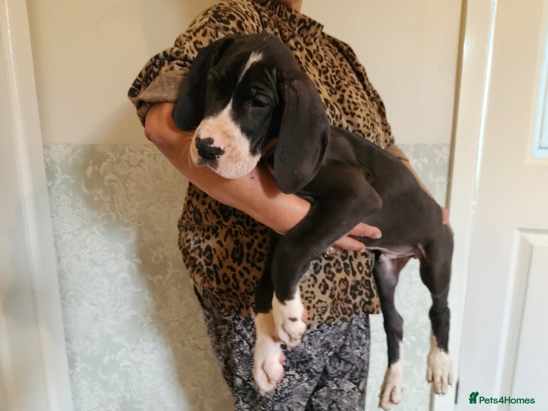 Great Dane dogs Championship Great Dane Pups  - Advert 5