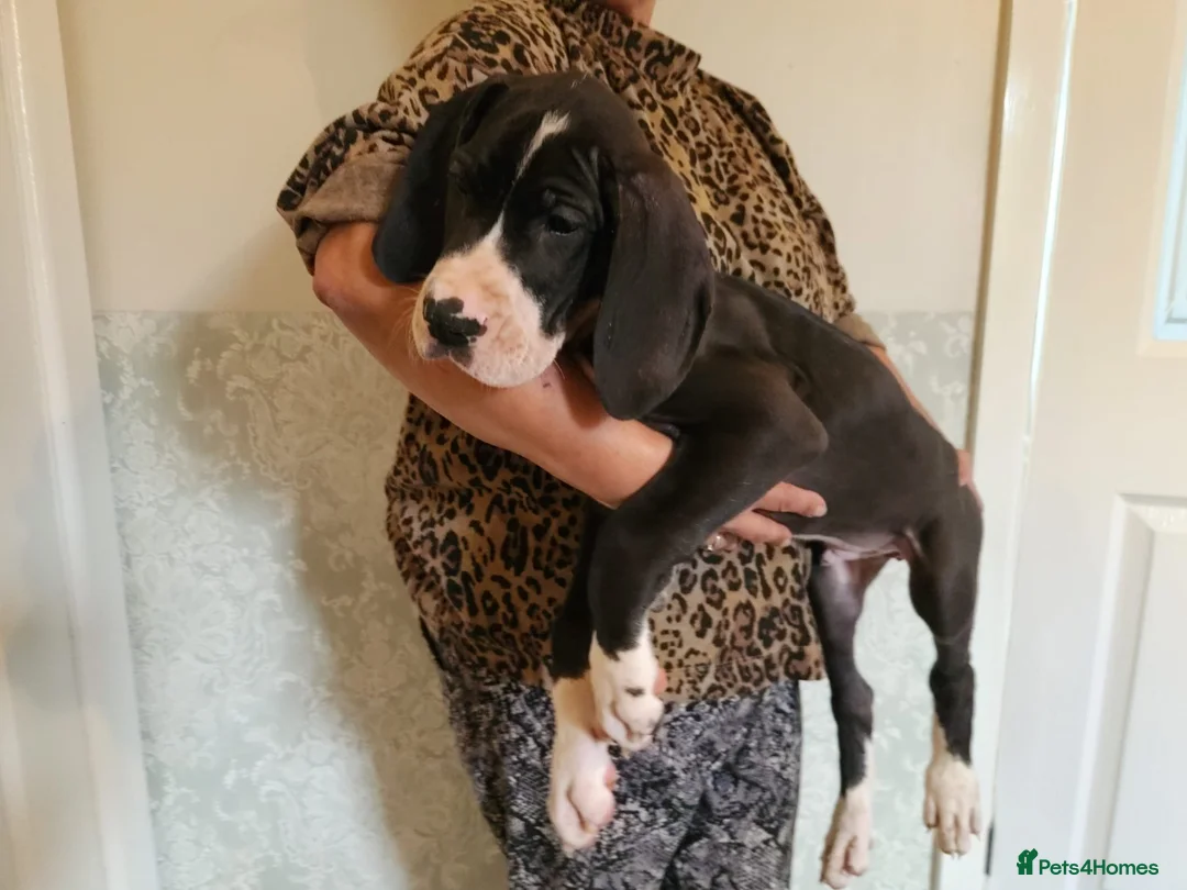 Great Dane dogs for sale: Championship Great Dane Pups  - Advert 1