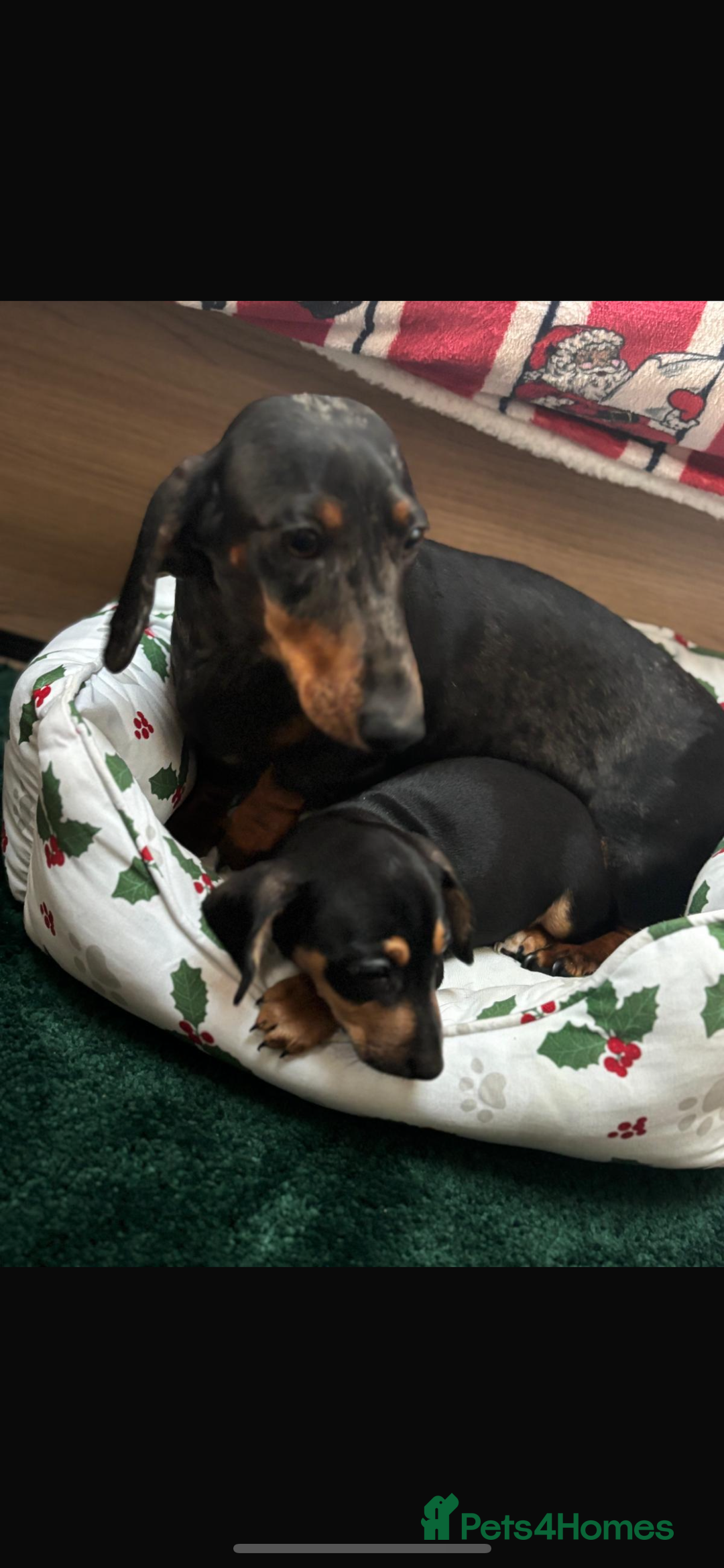 Dachshund dogs for sale: Lovely Dauchound  - Advert 4