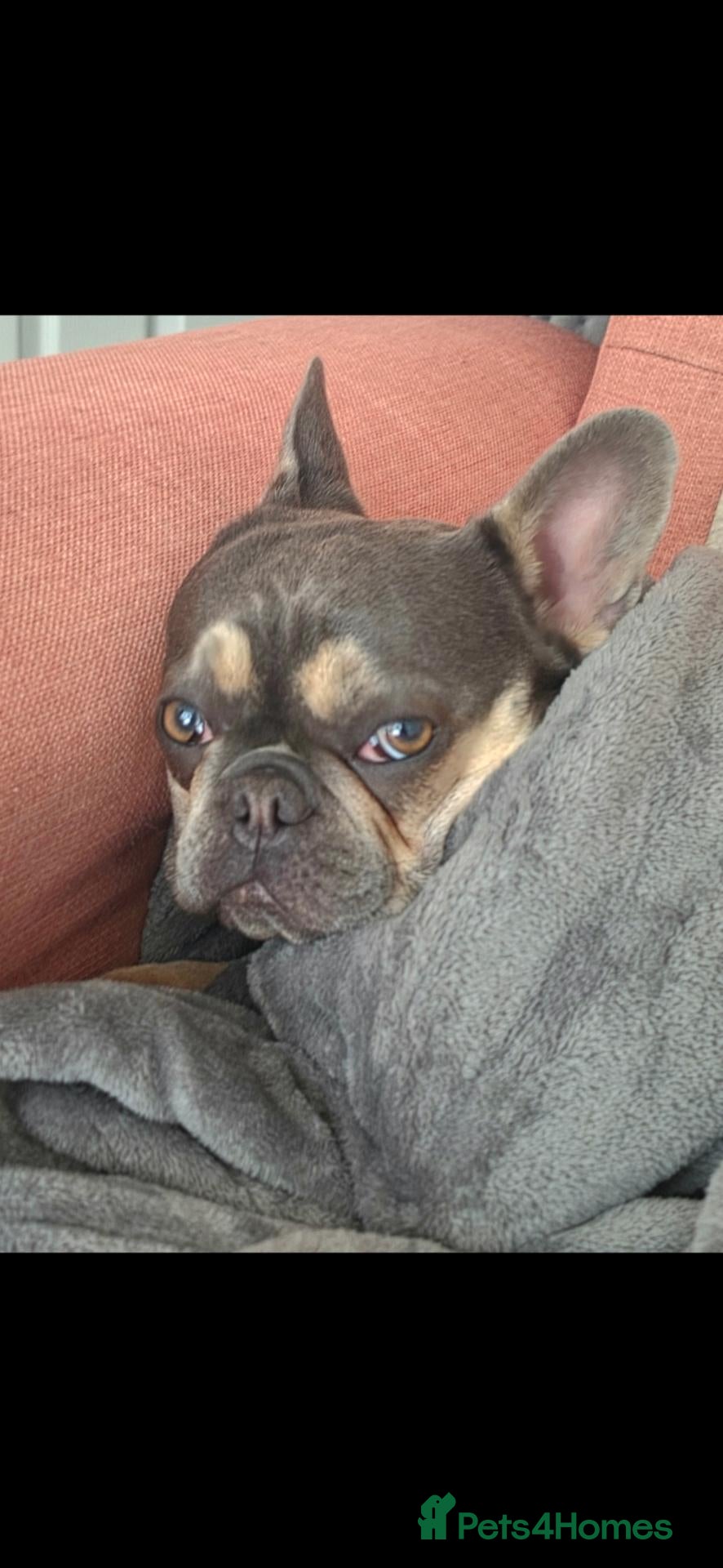 French Bulldog dogs Lilac and fawn micro french bulldog female  - Advert 1