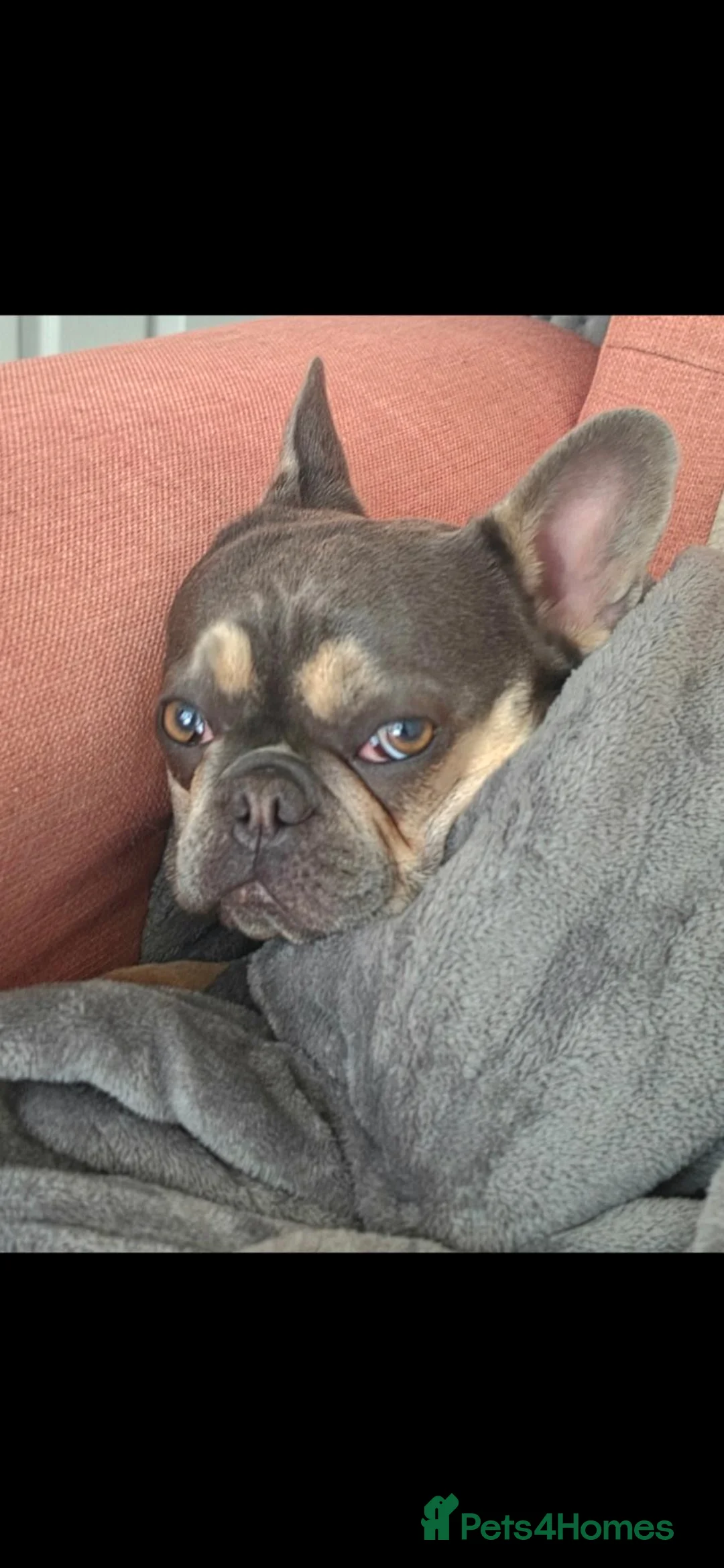 French Bulldog dogs for sale: Lilac and fawn micro french bulldog female  - Advert 1