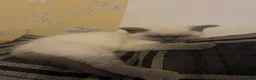 Ragdoll cats for sale: Siena  - Advert 19