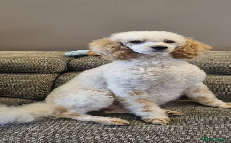 Miniature Poodle dogs KC registered Miniature Poodles  - Advert 6