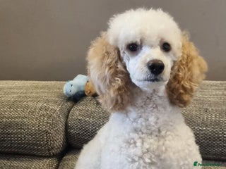 Miniature Poodle dogs KC registered Miniature Poodles - Advert 3