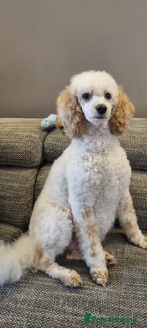 Miniature Poodle dogs KC registered Miniature Poodles - Advert 6