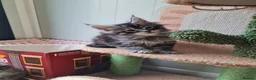 Maine Coon cats for sale: Giants maine coon kittens  in Aylesbury - Advert 7