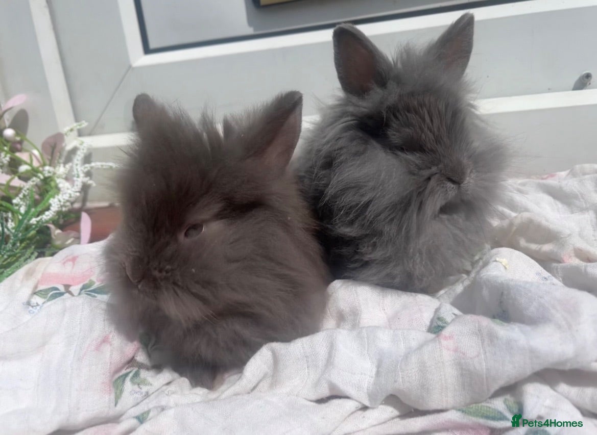 Mini Lion Lop rabbits 2 lion lops left! - Advert 2