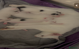 Mixed Breed cats for sale: Kittens  - Advert 5