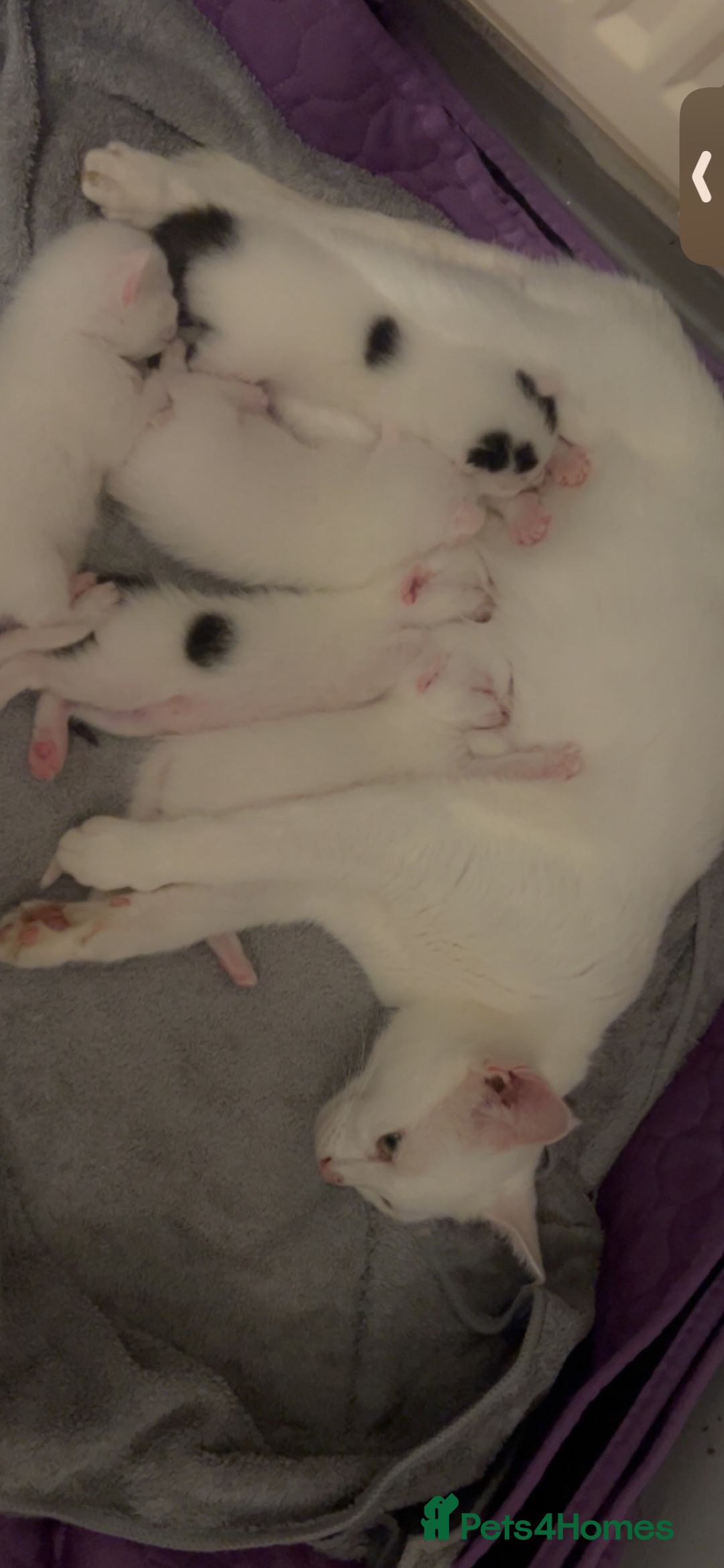 Mixed Breed cats for sale: Kittens  - Advert 5