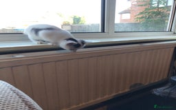 Domestic Shorthair cats for sale: Lovely male kitten - Image 2
