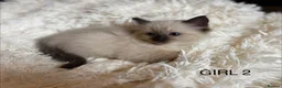 Ragdoll cats for sale: Beautiful Ragdoll Kittens for sale (REDUCED) - Advert 15