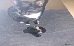 Mixed Breed cats for sale: Kittens  - Image 6