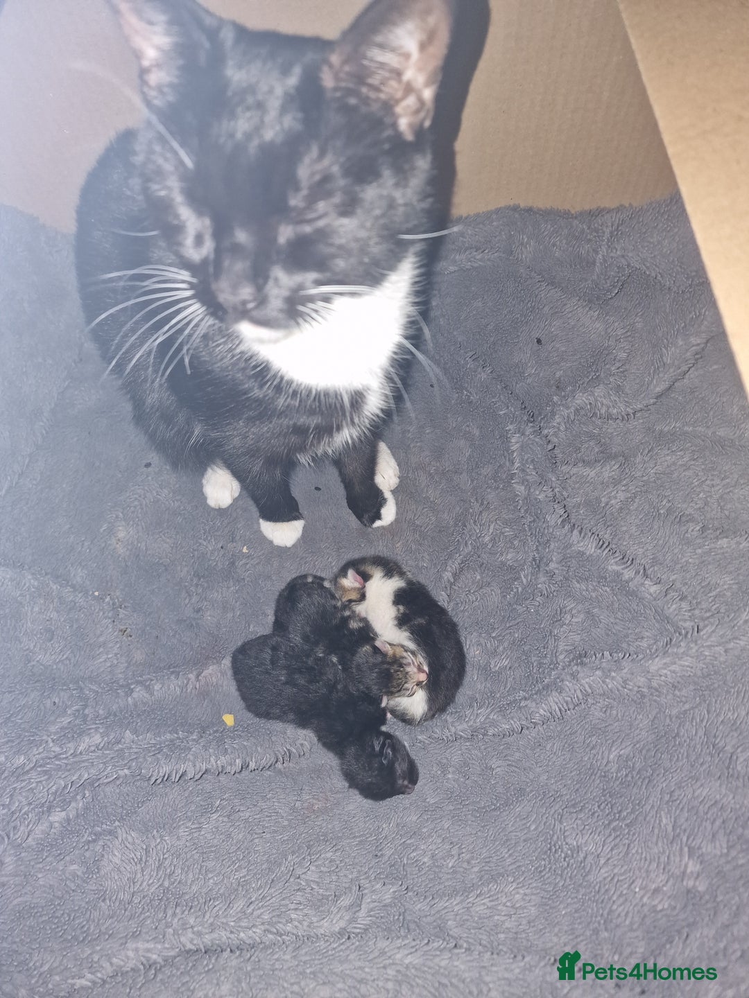 Mixed Breed cats for sale: Kittens  - Image 6