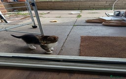 European cats for sale: Female kittens  - Image 5