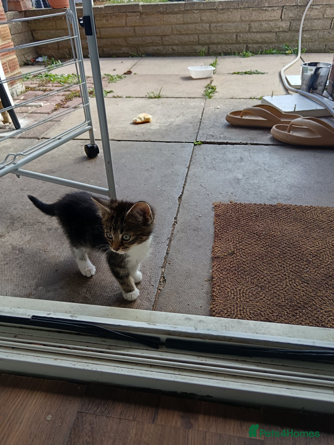 European cats for sale: Female kittens  - Image 5