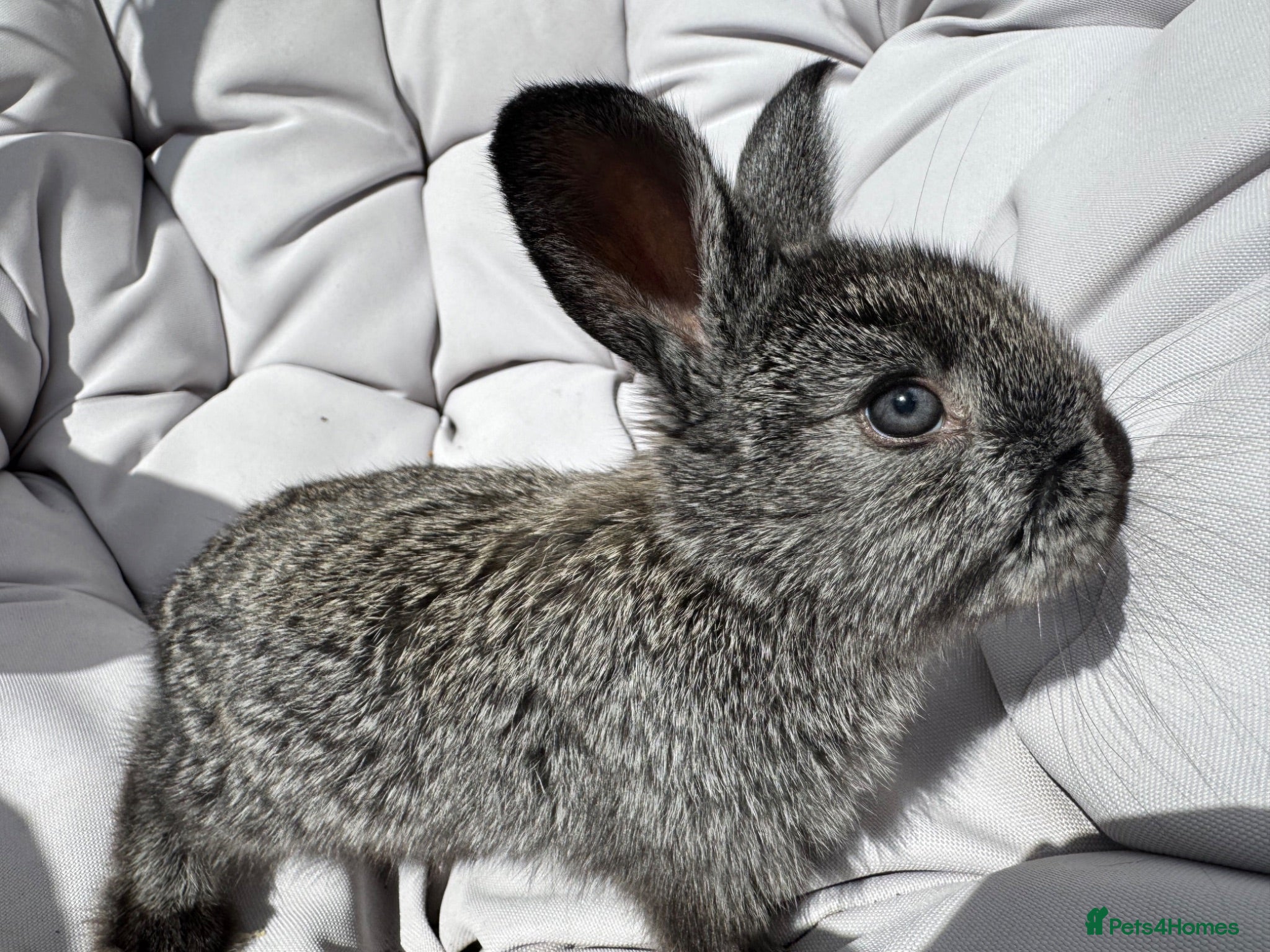 French Lop rabbits Ready now Baby French lops - Advert 6