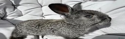 French Lop rabbits for sale: 7 Baby French lops in Gateshead - Advert 4