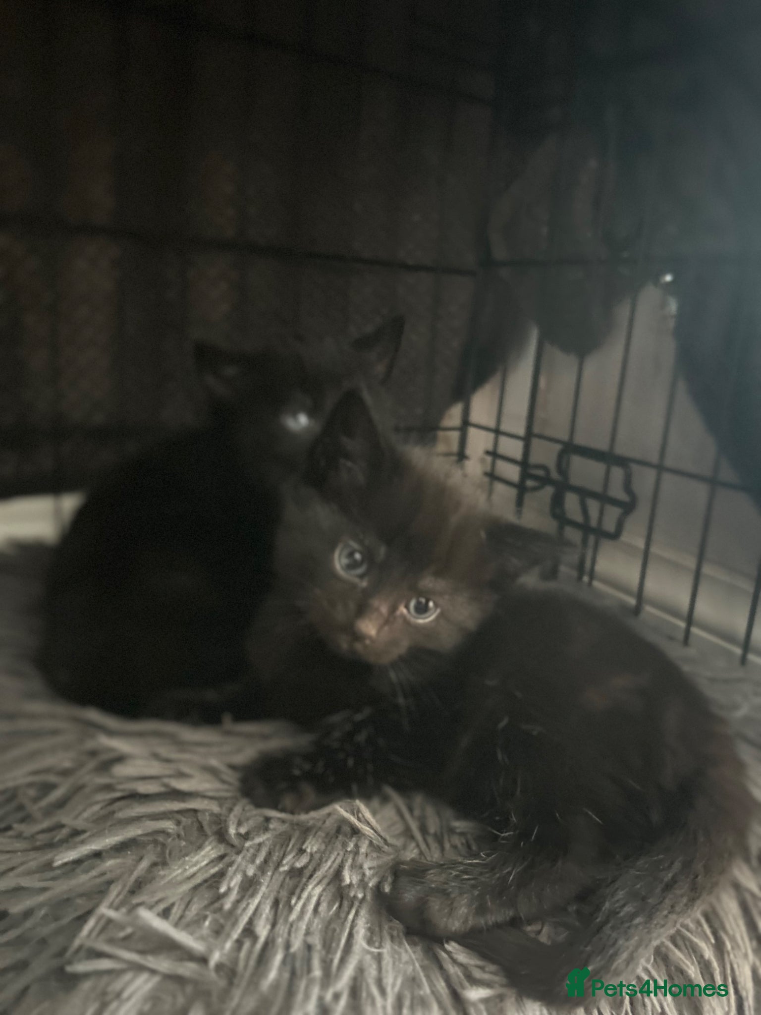 Mixed Breed cats One male back kitten - Advert 15