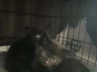 Mixed Breed cats One male back kitten - Advert 15