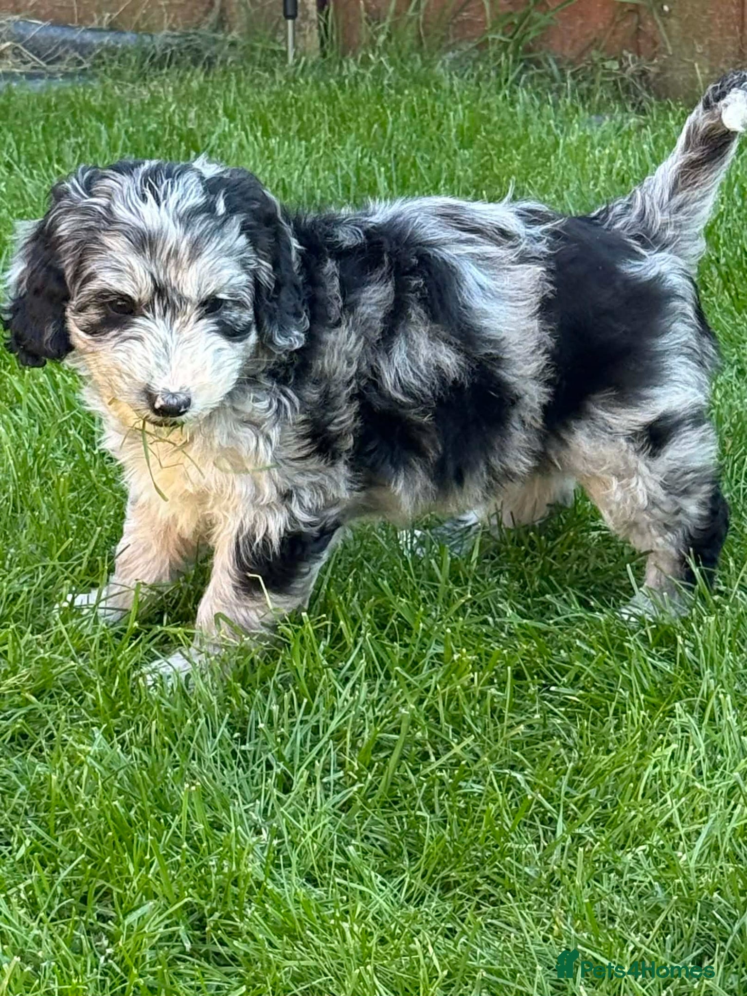 Australian Labradoodle dogs 1 girls 2 boy  AUSTRALIAN LABRADOODLE  - Advert 9