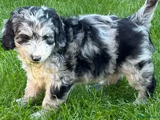 Australian Labradoodle dogs 1 girls 2 boy AUSTRALIAN LABRADOODLE - Advert 9