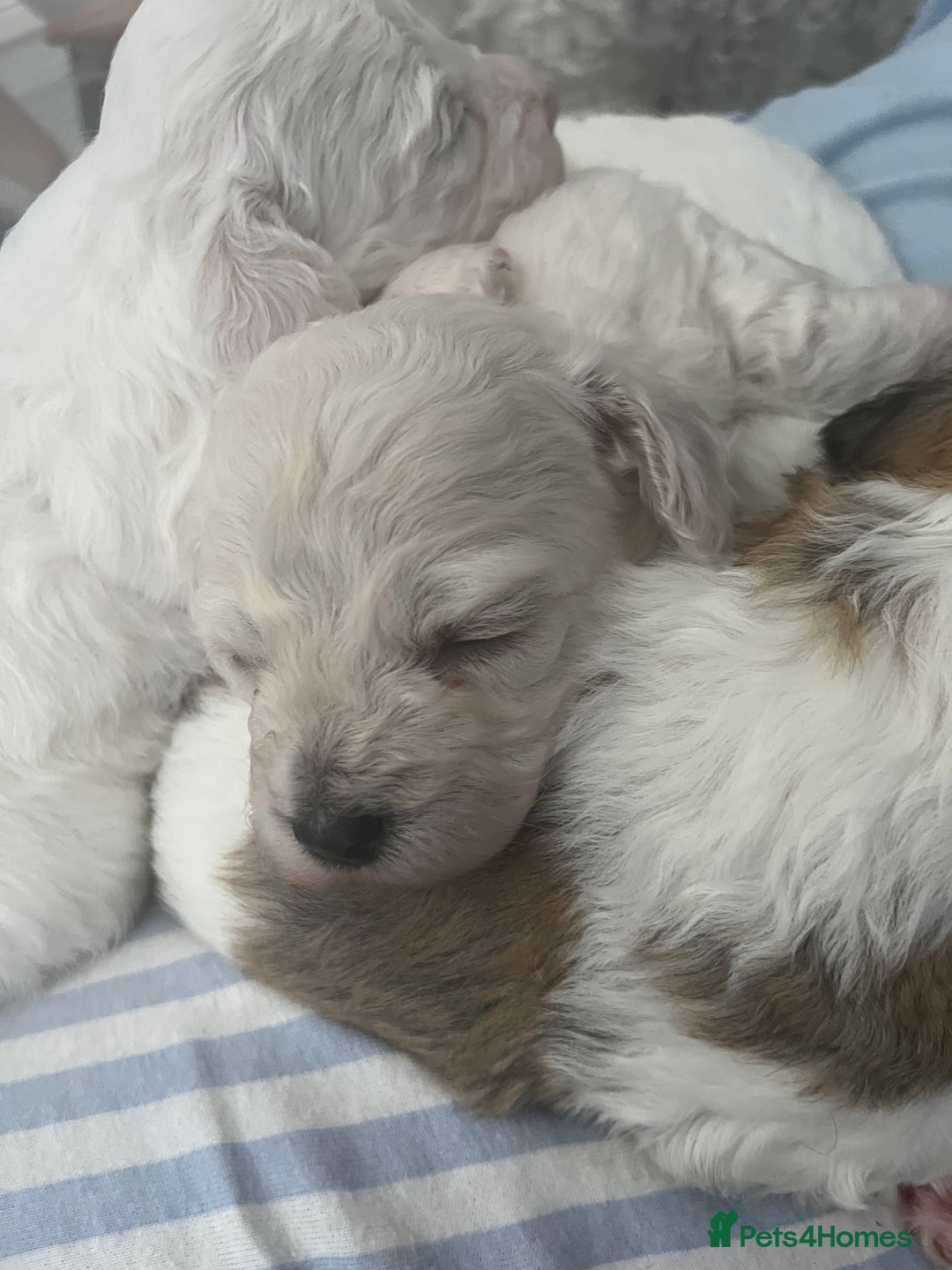 Mixed Breed dogs for sale: Bichon mix pups  - Image 8