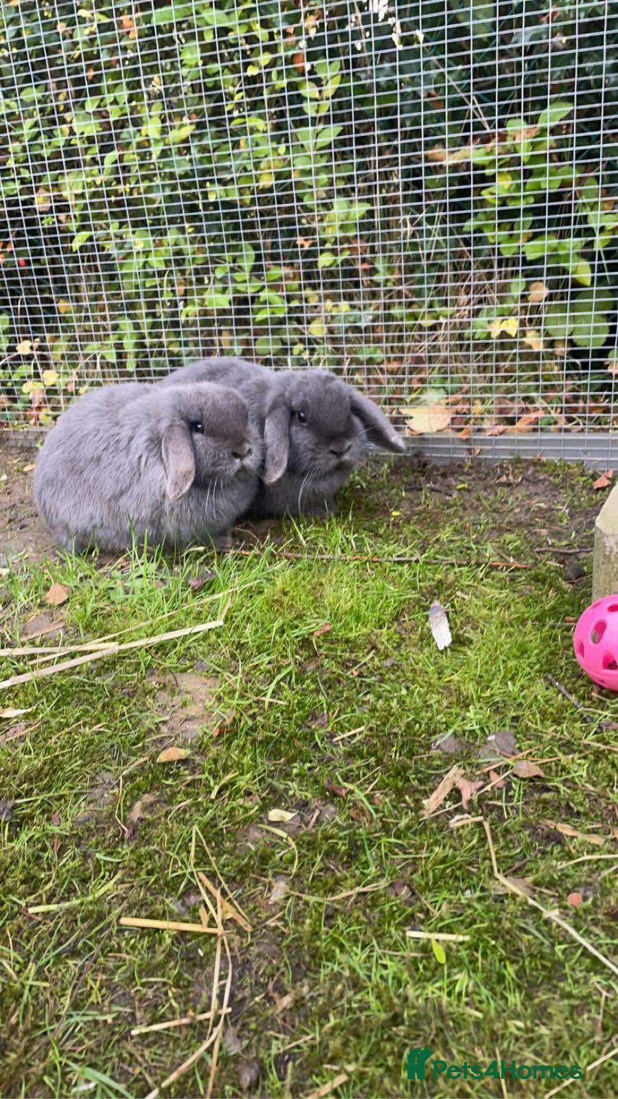 Mixed Breed rabbits Bunnies available for adoption  - Advert 18