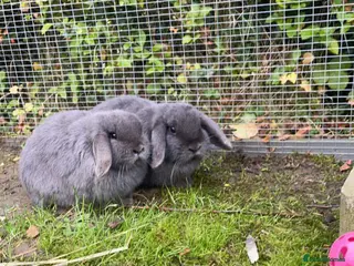 Mixed Breed rabbits Bunnies available for adoption - Advert 18
