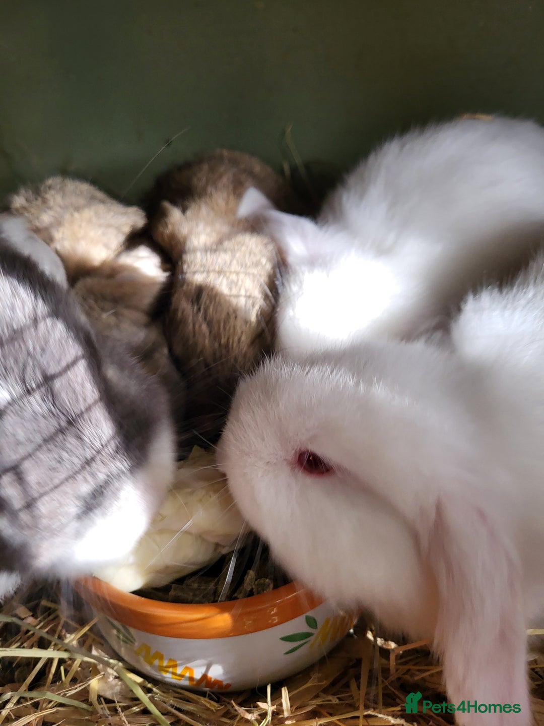 Mini Lop rabbits for sale: Mini Lop Bunnies Beautiful 😍 Ready to Leave - Advert 6