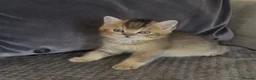 British Shorthair cats for sale: TICA reg black golden kittens  - Advert 24
