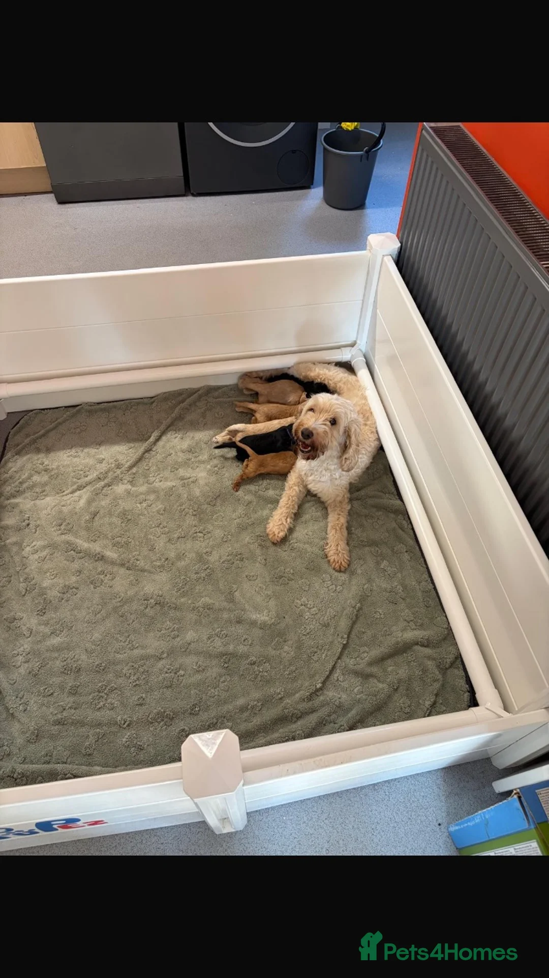 Cockapoo dogs for sale: Beautiful litter of F2b Cockapoos!🦌🐶 - Advert 2