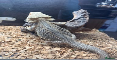 Bearded Dragon reptiles - Advert 2