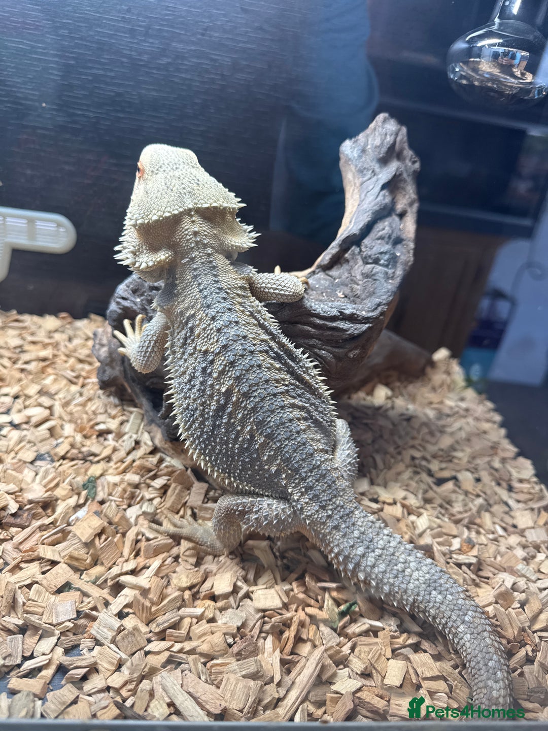 Bearded Dragon reptiles for sale: 2 x bearded dragons (brothers)  - Image 3