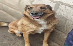 Mixed Breed dogs for adoption: 💖🐶 LARA 🐶💖 - Image 26