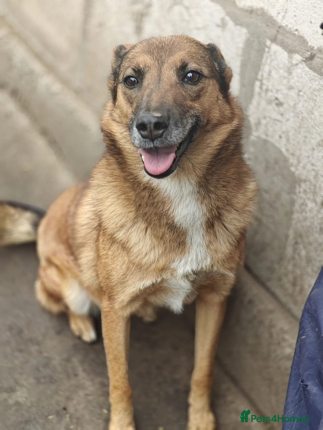 Mixed Breed dogs for adoption: 💖🐶 LARA 🐶💖 - Image 26