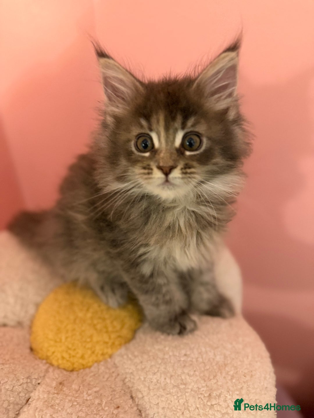Maine Coon cats for sale: TICA Registered Maine Coon Kittens - Advert 14