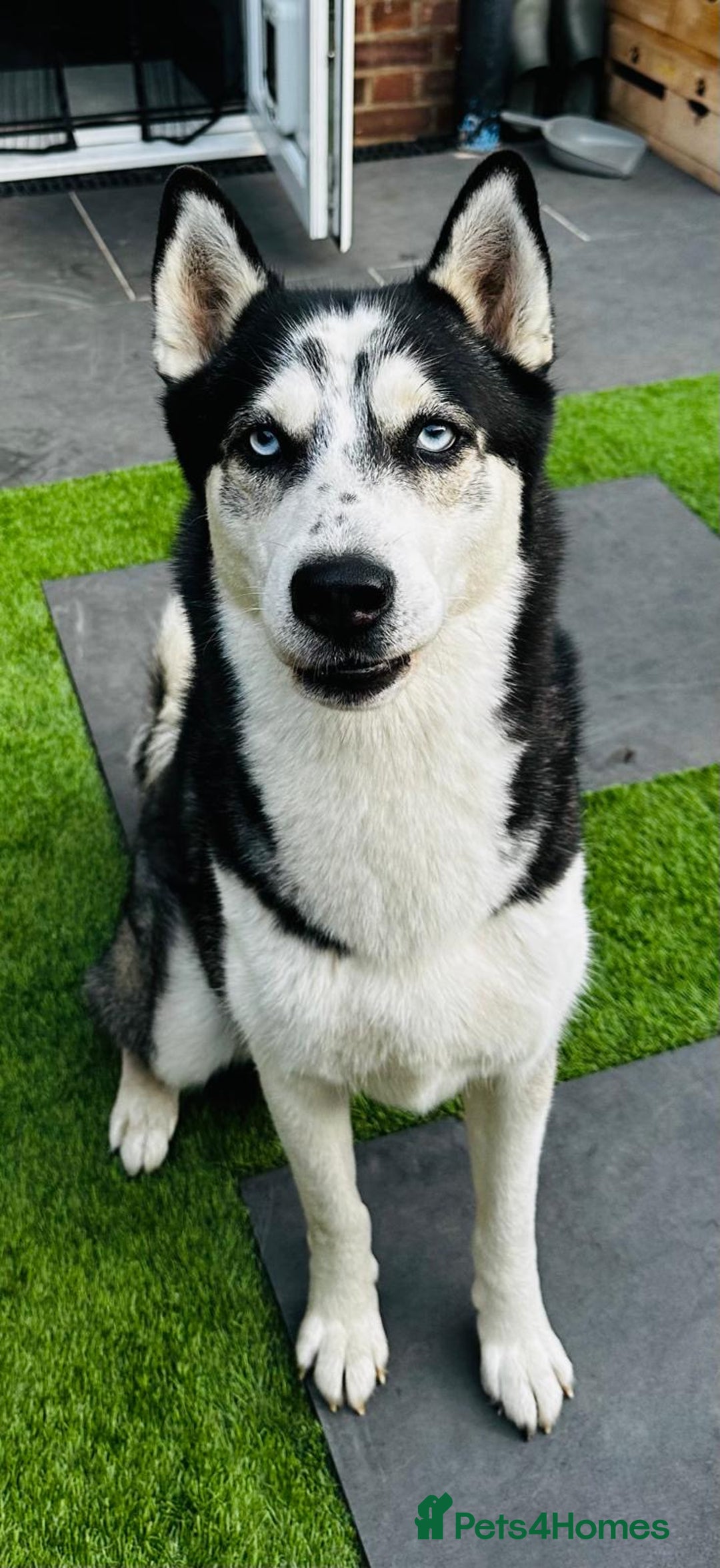 Siberian Husky dogs for stud: Zeus Siberian husky  - Advert 2