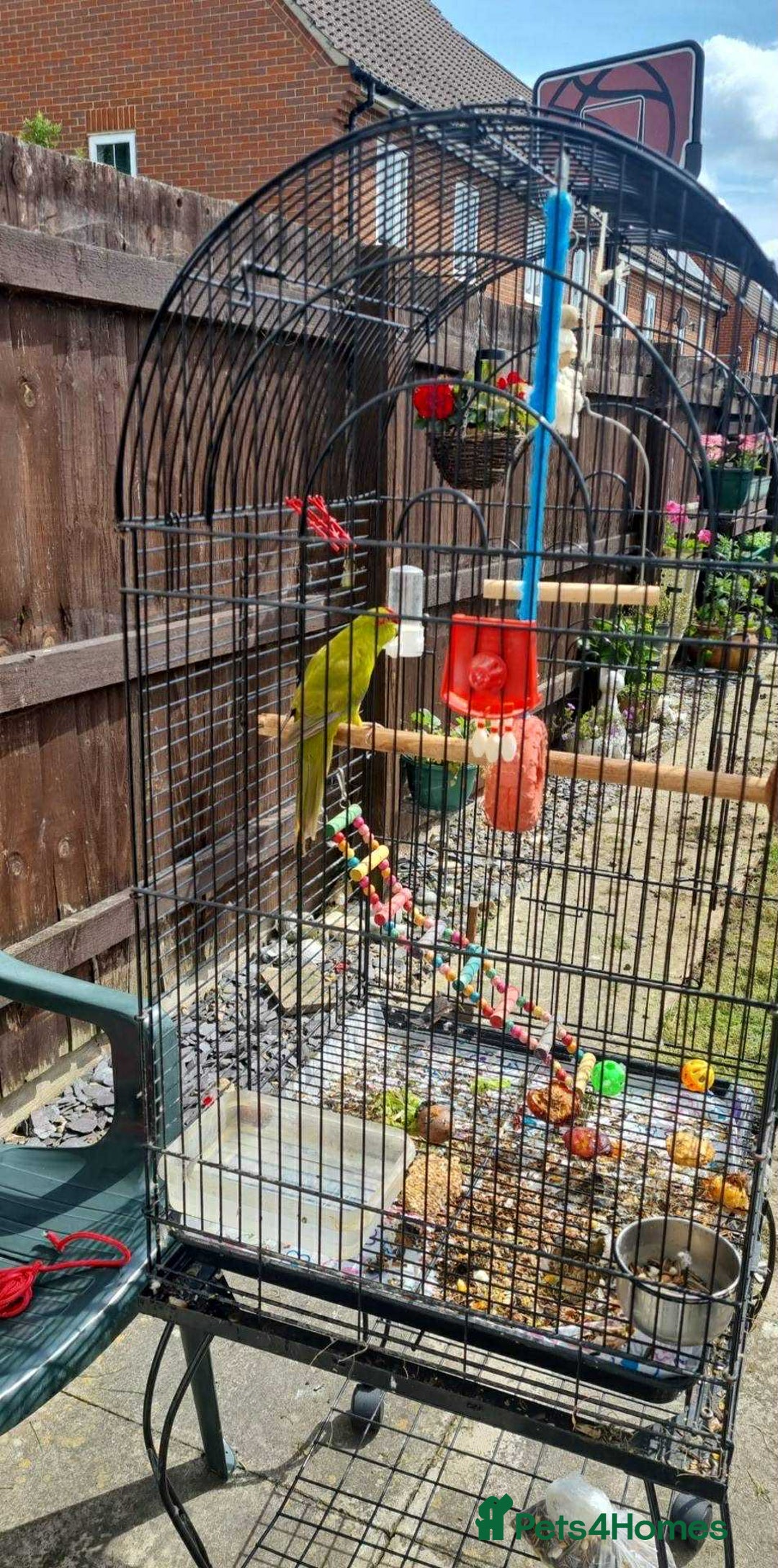 Parakeets birds for sale: A Loving Home Wanted for My Sweet Parakeet - Image 4