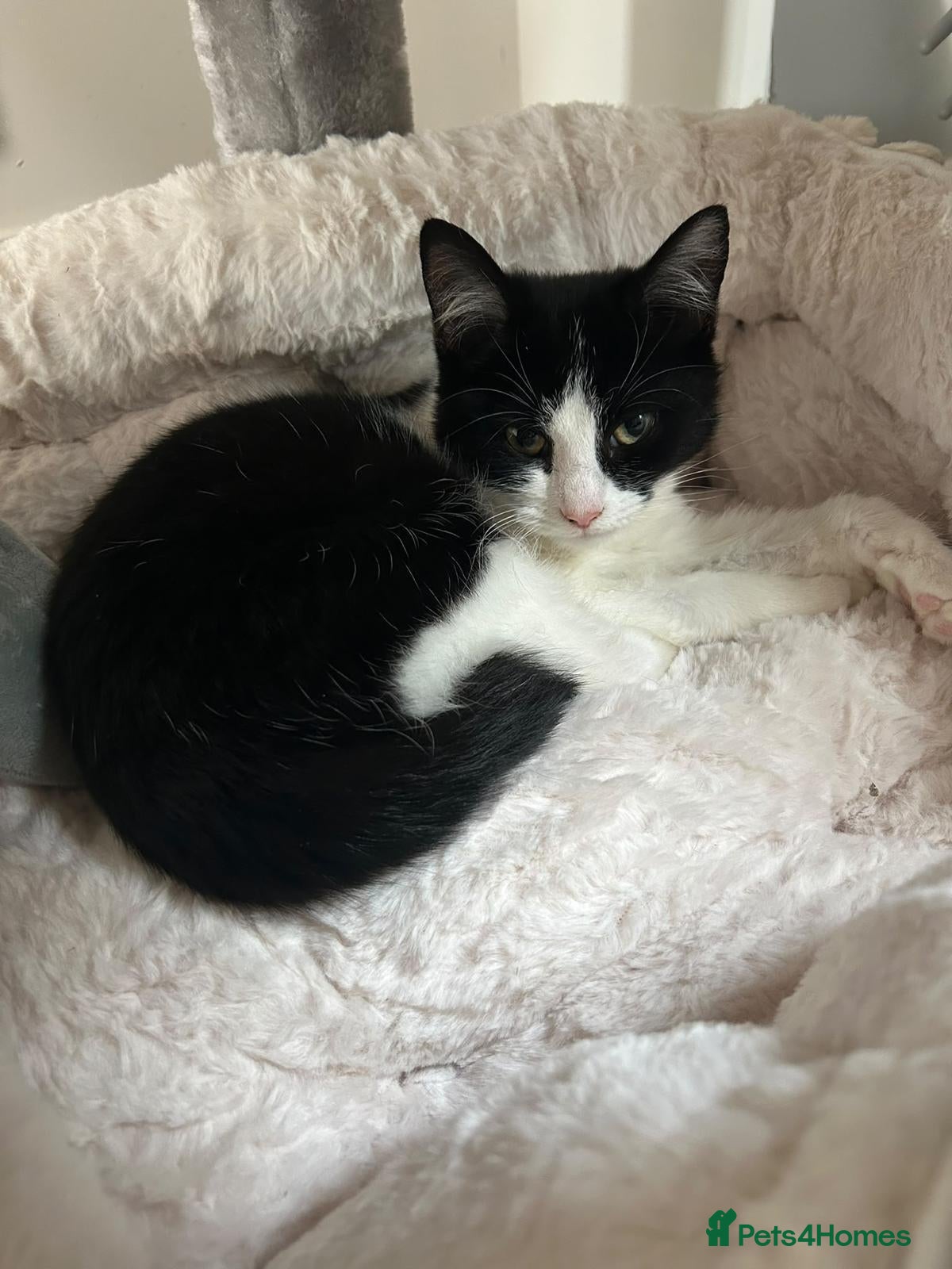 Mixed Breed cats Sweet Oreo looking for a home - Advert 4